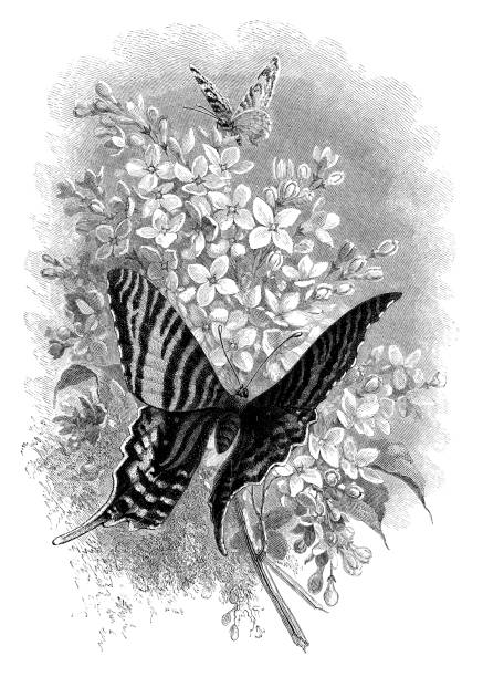 ilustraciones, imágenes clip art, dibujos animados e iconos de stock de mariposas en flores - victorian style engraved image lepidoptera wildlife