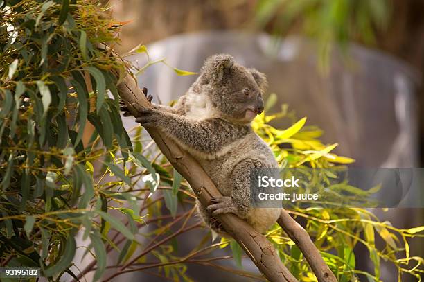 Wer Ist Das Stockfoto und mehr Bilder von Australien - Australien, Farbbild, Fotografie