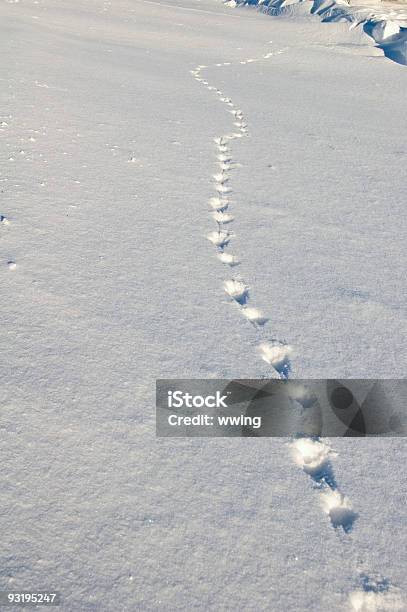 Pistas A Ninguna Parte Foto de stock y más banco de imágenes de Coyote - Coyote, Nieve, Aire libre