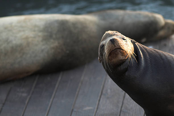 chi è? - sea lion foto e immagini stock