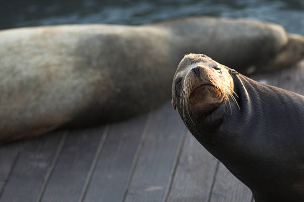 Who's up ?  sea lion stock pictures, royalty-free photos & images