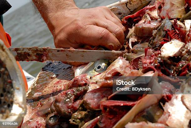 Foto de Tem Chum e mais fotos de stock de Isca - Isca, Salmão cachorro, Abrigo