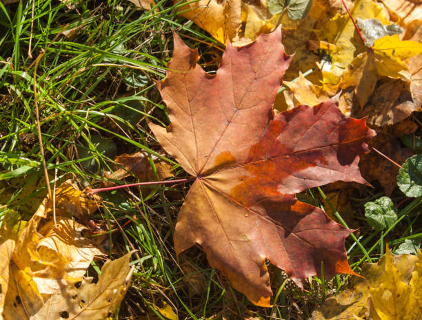 istock Texture of autumn maple leaves 931956534