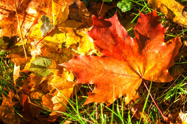 istock Texture of autumn maple leaves 931956538