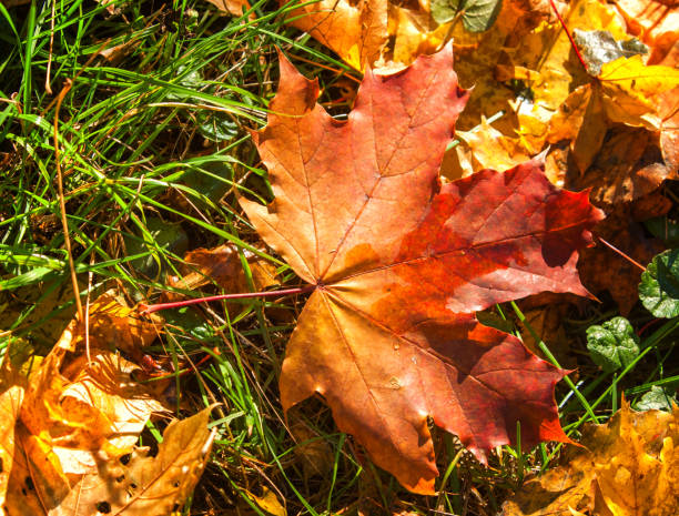 istock Texture of autumn maple leaves 931956554