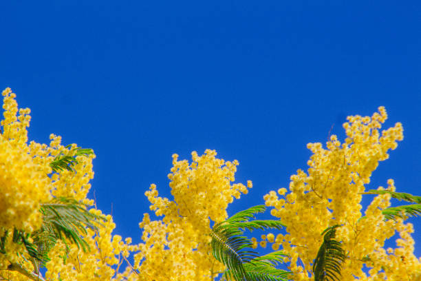 istock Yellow mimosa blooming tree on background of blue sky. Spring blossom minimal concept. 931957912