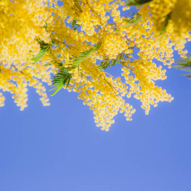 istock Yellow mimosa blooming tree on background of blue sky. Spring blossom minimal concept. 931957924