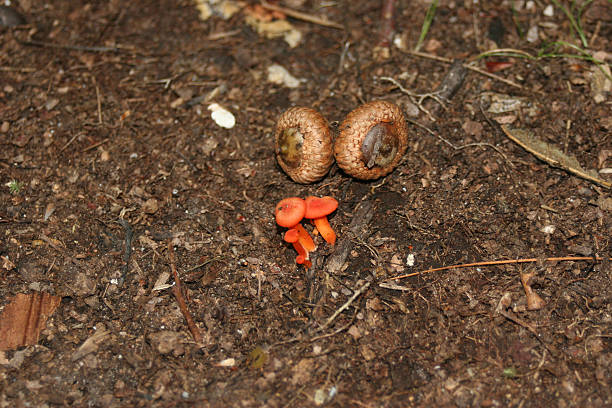 World's Smallest Mushrooms? stock photo