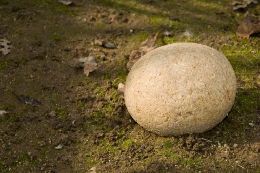 Huge ostrich (Struthio camelus) egg
