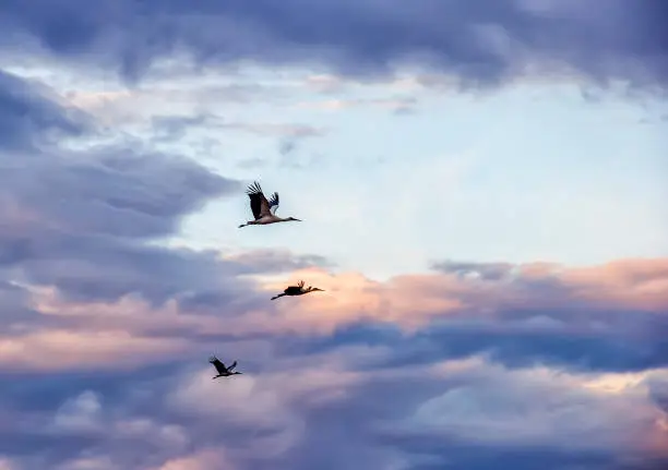 storks flying in the background of the amazing sky autumn migration of the storks in the sky