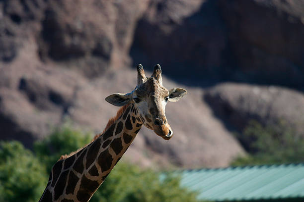 whatcha looking at? stock photo