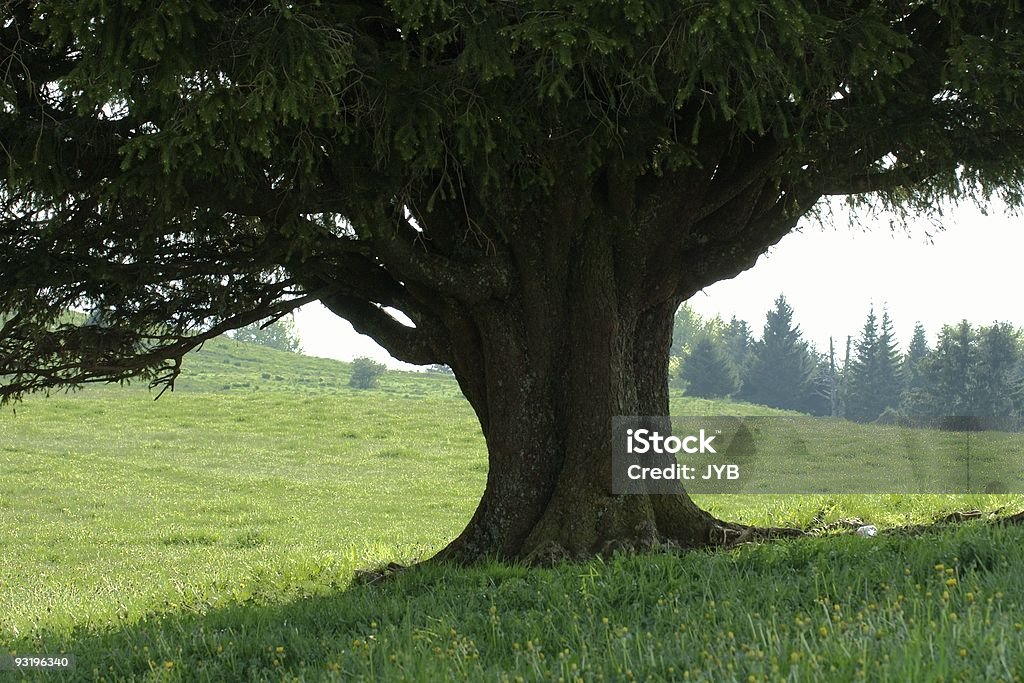 Tire um cochilo na sombra? - Foto de stock de Alto contraste royalty-free