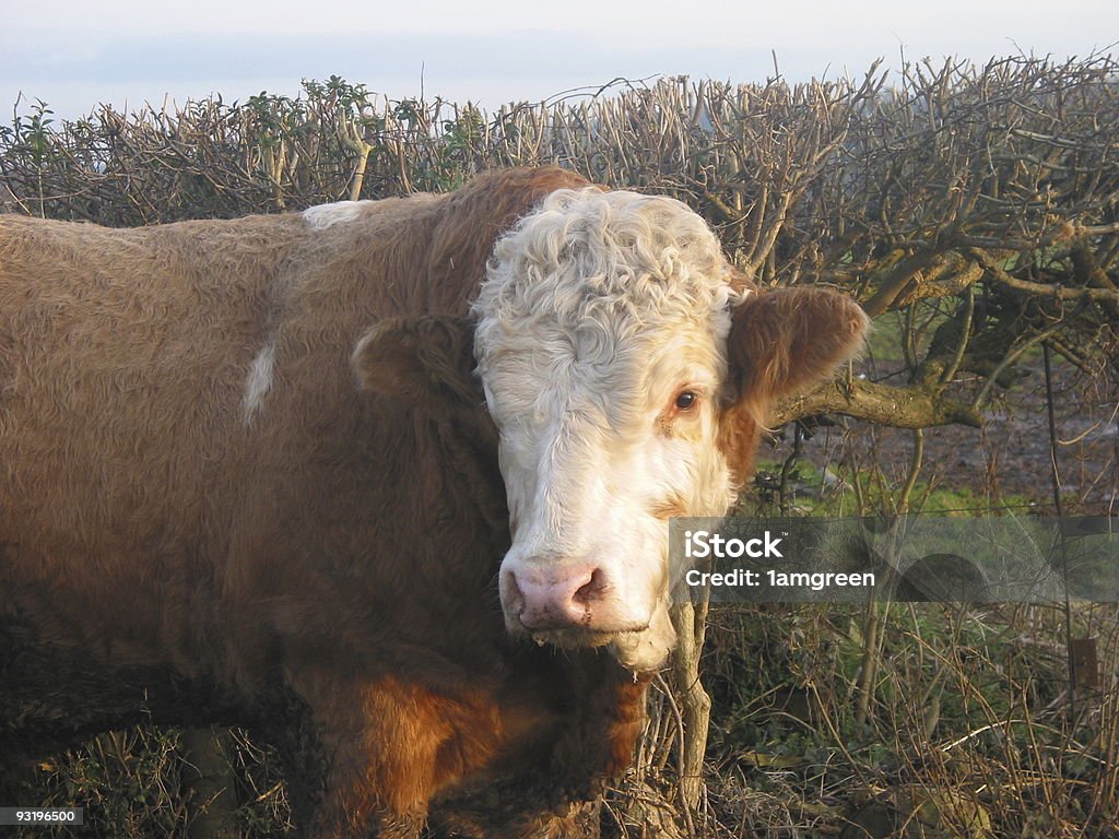 Are you looking at me?  Agriculture Stock Photo