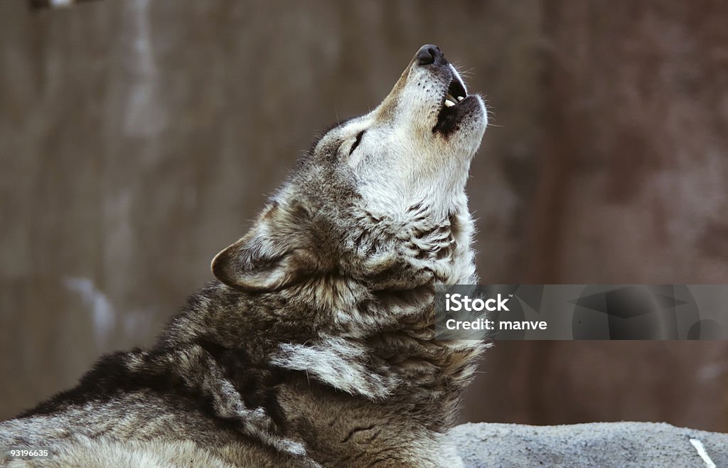 Loups hurlent - Photo de Loup libre de droits