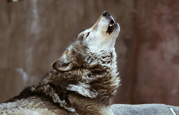 Wolves howl  snarling photos stock pictures, royalty-free photos & images