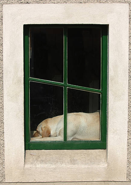 istock How much is that doggy in the window? 93196860