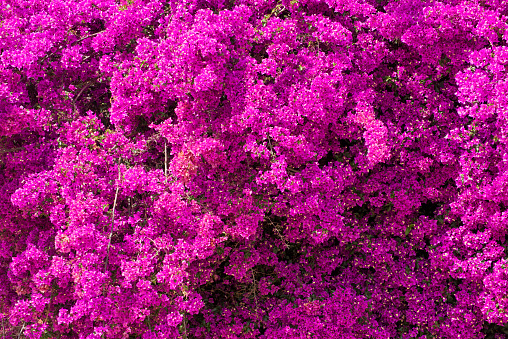 Close-up of Bougainvillea Backgrounds in Valencia, Spain