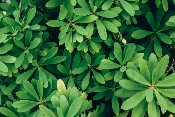 istock Tropical leaves texture background, dark green foliage 931972244