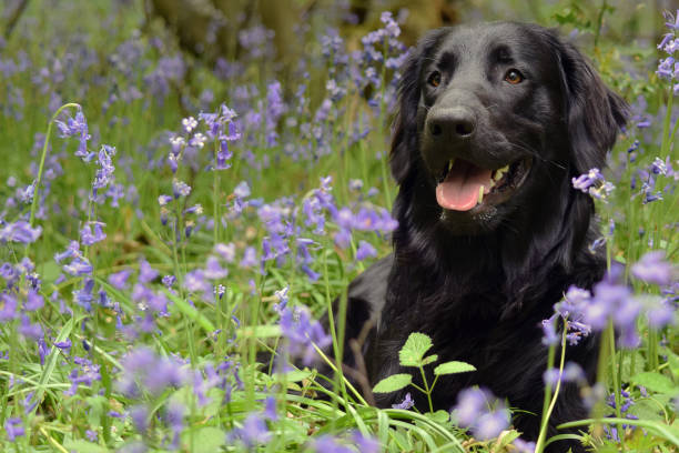 istock Black Flat Coated Retriever Dog In BlueBells 931972460