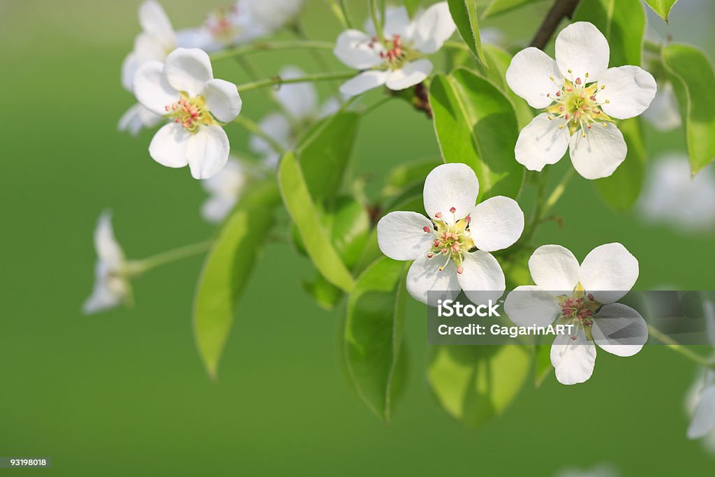 Galho de árvore de maçã - Foto de stock de Beleza royalty-free