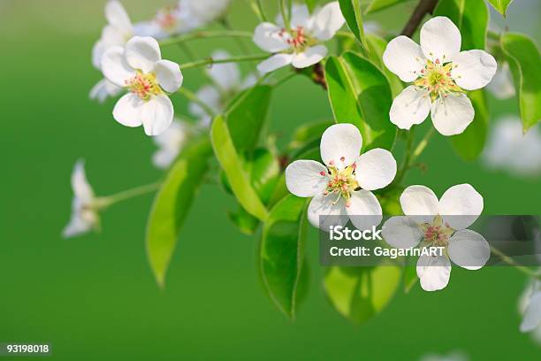 Foto de Galho De Árvore De Maçã e mais fotos de stock de Beleza - Beleza, Beleza natural - Natureza, Botânica - Assunto