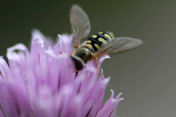 istock Close-Up Of Bee On Purple Flower 931981874