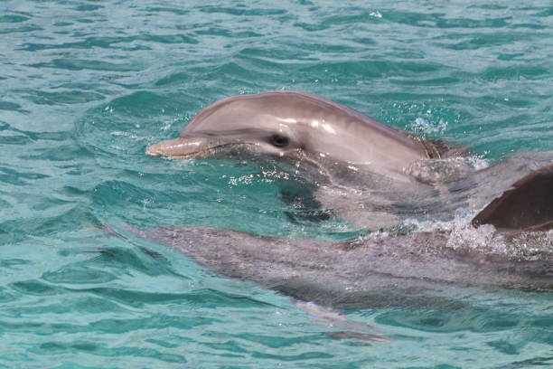 istock Dolphin Swimming In Sea 931981954