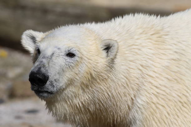 istock Close-Up Of Polar Bear 931982076
