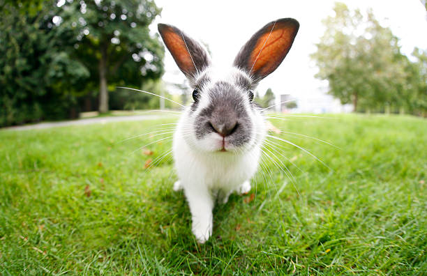 simpatico coniglietto di pasqua con grandi orecchie all'aperto - rabbit foto e immagini stock