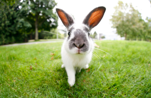 Cute easter bunny outdoors in meadow at springtime