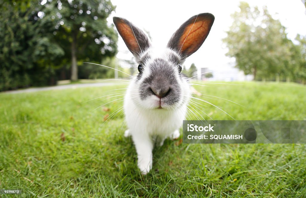 Cute Easter Bunny with Big Ears Outdoors  Rabbit - Animal Stock Photo