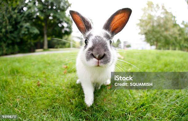 Cute Easter Bunny With Big Ears Outdoors Stock Photo - Download Image Now - Rabbit - Animal, Baby Rabbit, Easter
