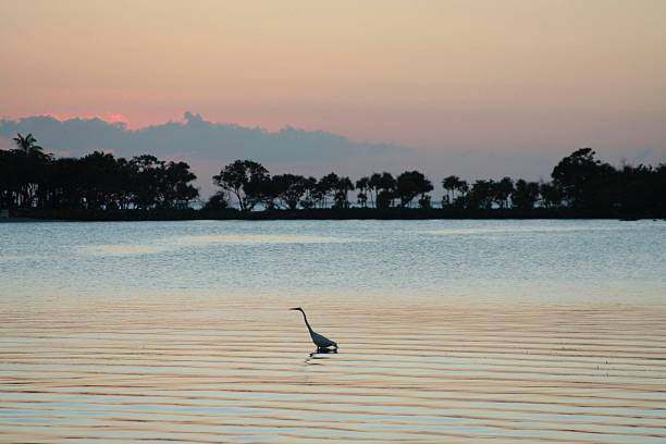 istock Tropical bird walking in water at sunset 93198944