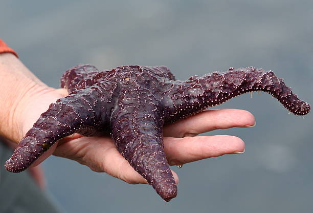 istock Female hand holding large purple starfish 93198986