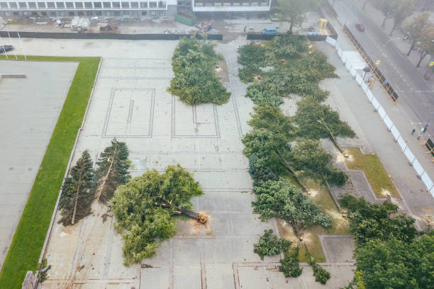 istock High Angle View Of Chopped Trees In City 931989914