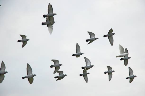 istock Low Angle View Of Pigeons Flying In Clear Sky 931993220