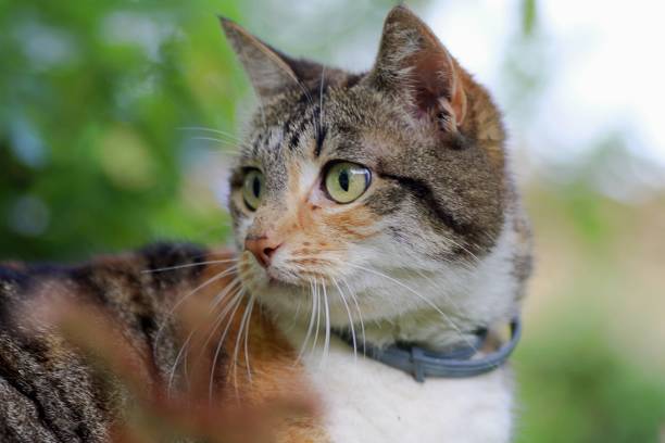 istock Close-Up Of Cat Looking Away 931993334