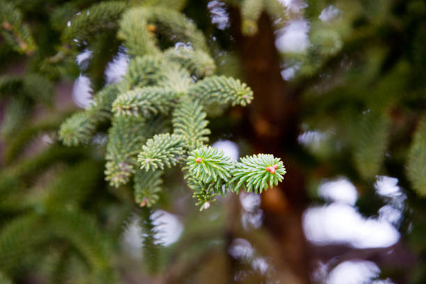 branch of spanish fir with radial leafs, ronda, andalusia