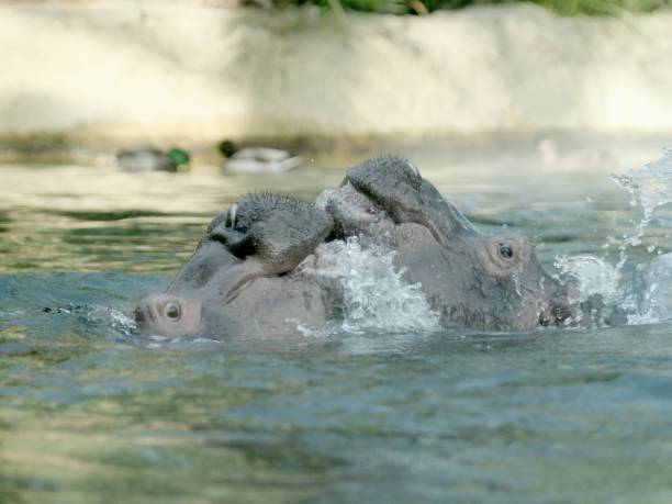 istock Hippopotamus Fighting In Water 931993852