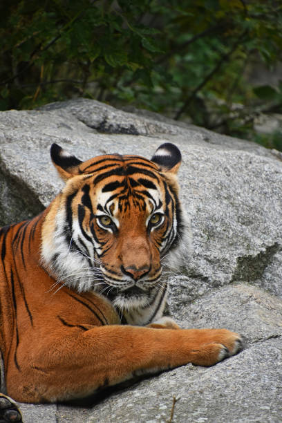 istock Close-Up Of Tiger Resting On Rock 931995282