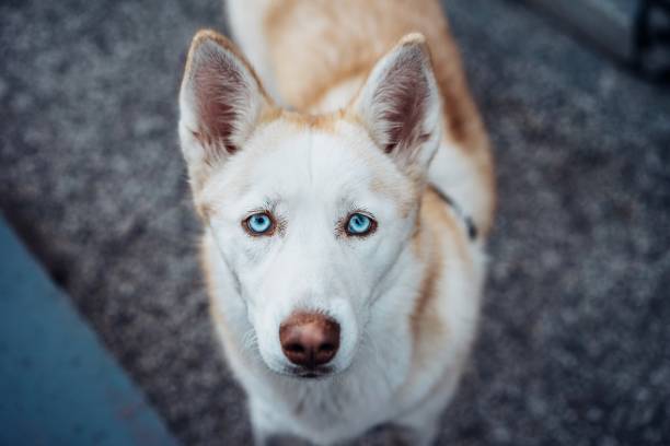istock High Angle Portrait Of Dog Standing On Footpath 932002184