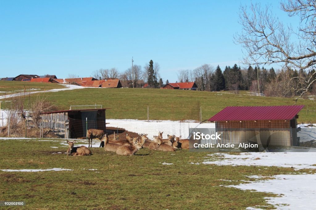 Rotwild in Einem Gehege, Weide Mit Letztem Schnee Im Frühling, Allgäu - Lizenzfrei Agrarbetrieb Stock-Foto