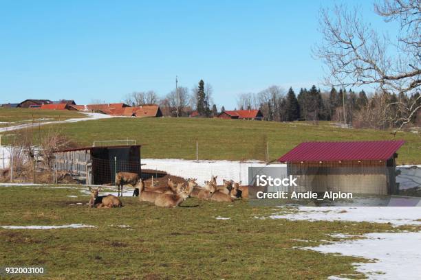 Rotwild In Einem Gehege Weide Mit Letztem Schnee Im Frühling Allgäu Stockfoto und mehr Bilder von Agrarbetrieb