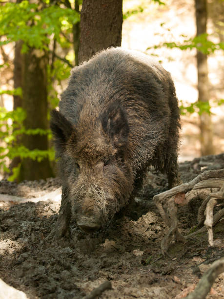 istock Euroasian wild pig - Sus scrofa - in autumn forest in mud bath 932003226
