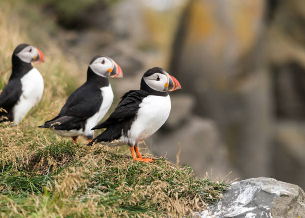 istock The Atlantic puffin, also known as the common puffin 932003324