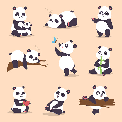 Panda cartoon character in various expression vector animal white cute china black panda bear giant mammal fat wilderness rare. Lying woods panda bear eating bamboo china wild animals