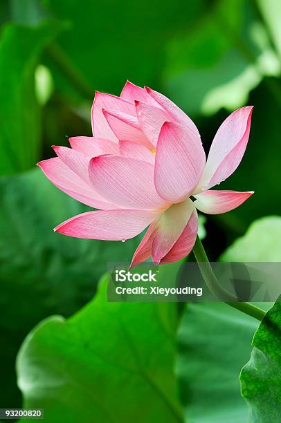 Lotus Lotus Stockfoto und mehr Bilder von Aquatisches Lebewesen - Aquatisches Lebewesen, Baumblüte, Blühend