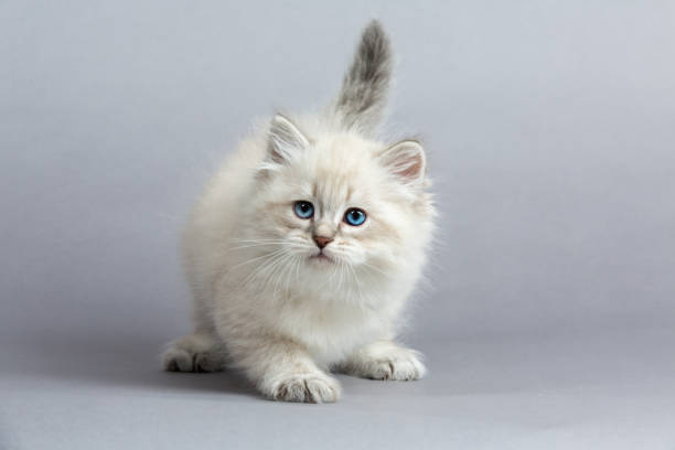 istock Portrait of Siberian kitten, studio shoot 932016316
