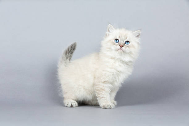 istock Portrait of Siberian kitten, studio shoot 932016318