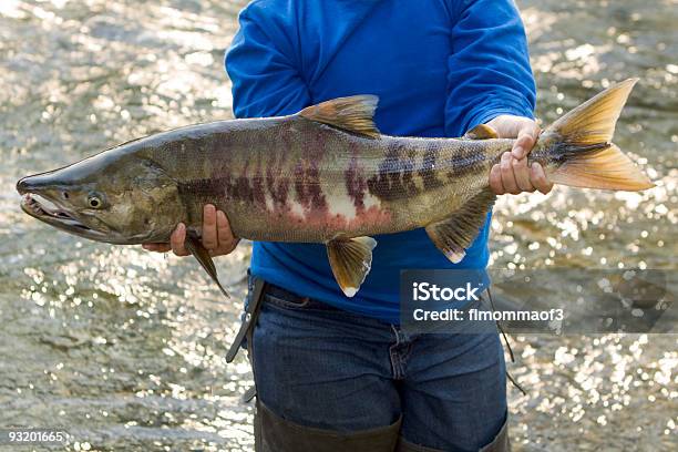Junge Holding Ketalachs Stockfoto und mehr Bilder von Fischen - Fischen, Lachs - Tier, Alaska - US-Bundesstaat